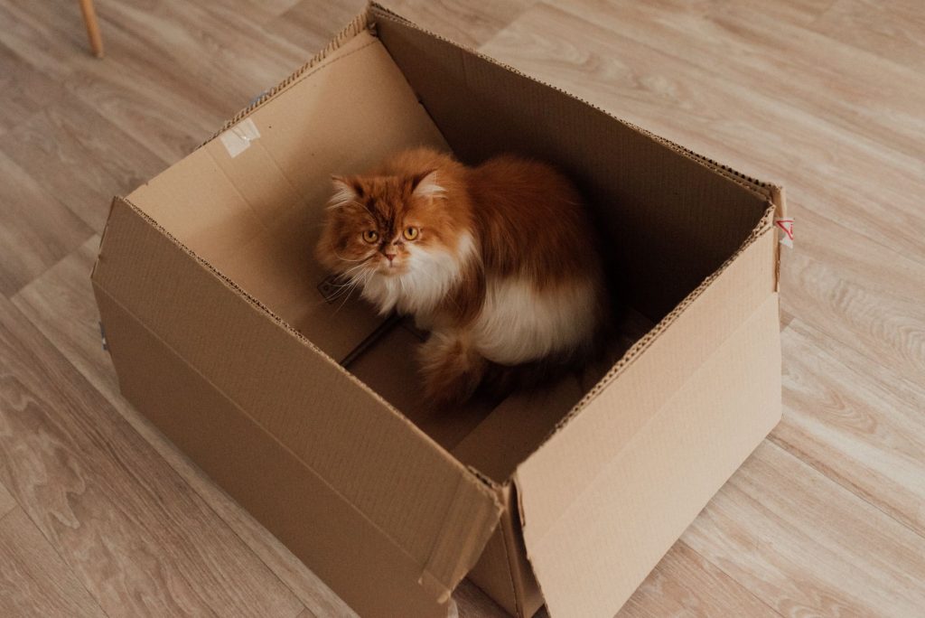 Cat resting inside a moving box